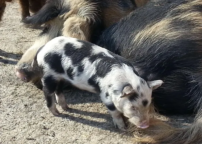 Nattererboden Pensión 3*